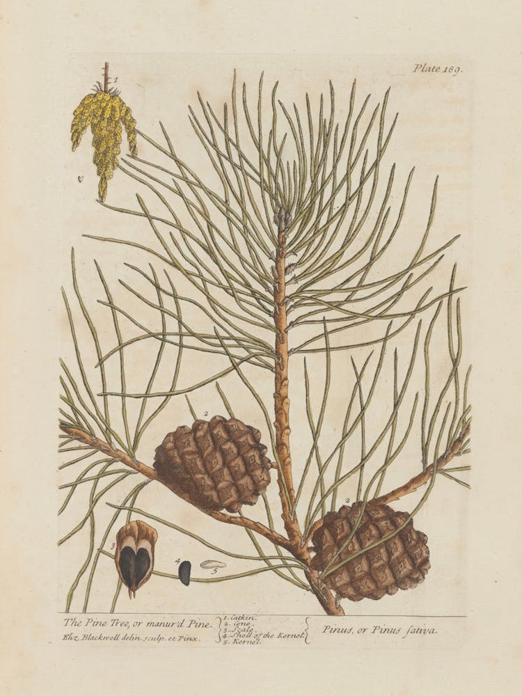 Pine Cones 4