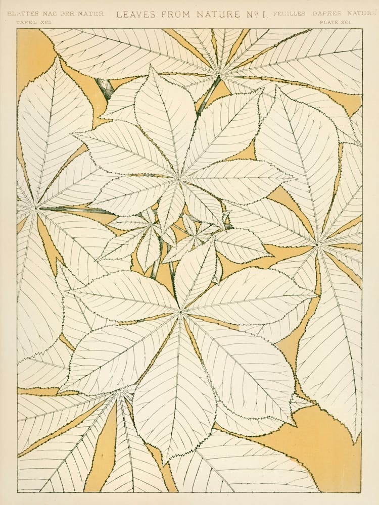 Vintage Pattern Illustration, Owen Jones