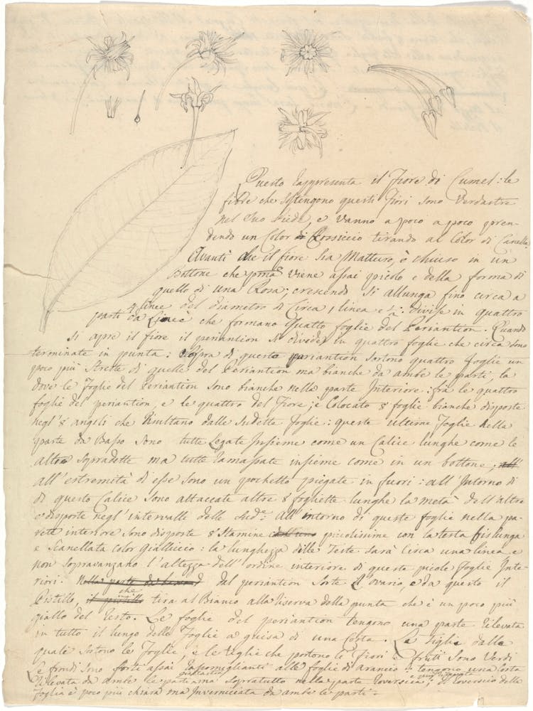 Mimsuops Kummel, Luigi Balugani