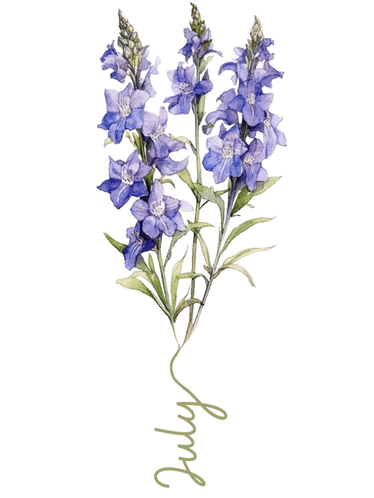 July Birth Flower Birth Month Botanical 1