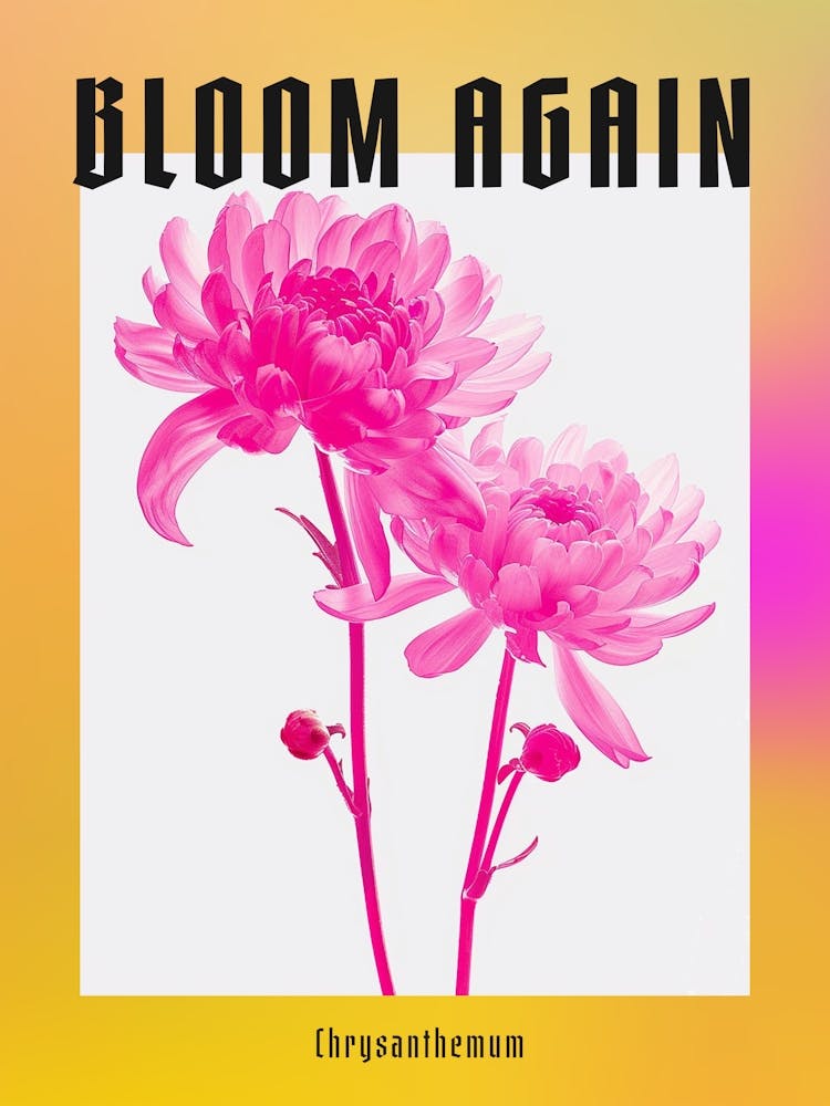 Leuchtend rosafarbene Chrysantheme 3 Poster