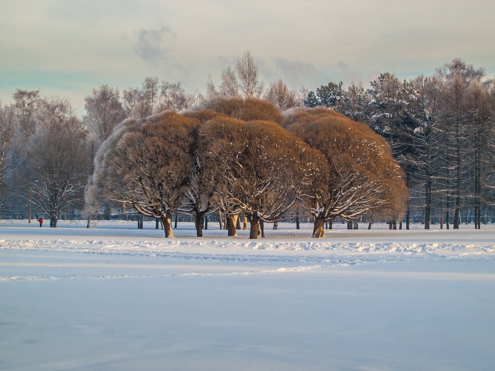 Trees In The Snow