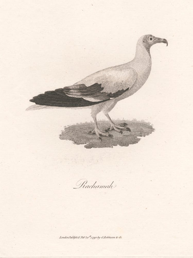 Rachamah, James Heath