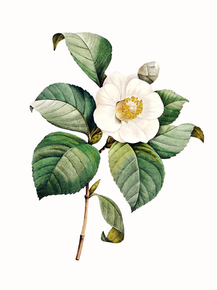 Camellia