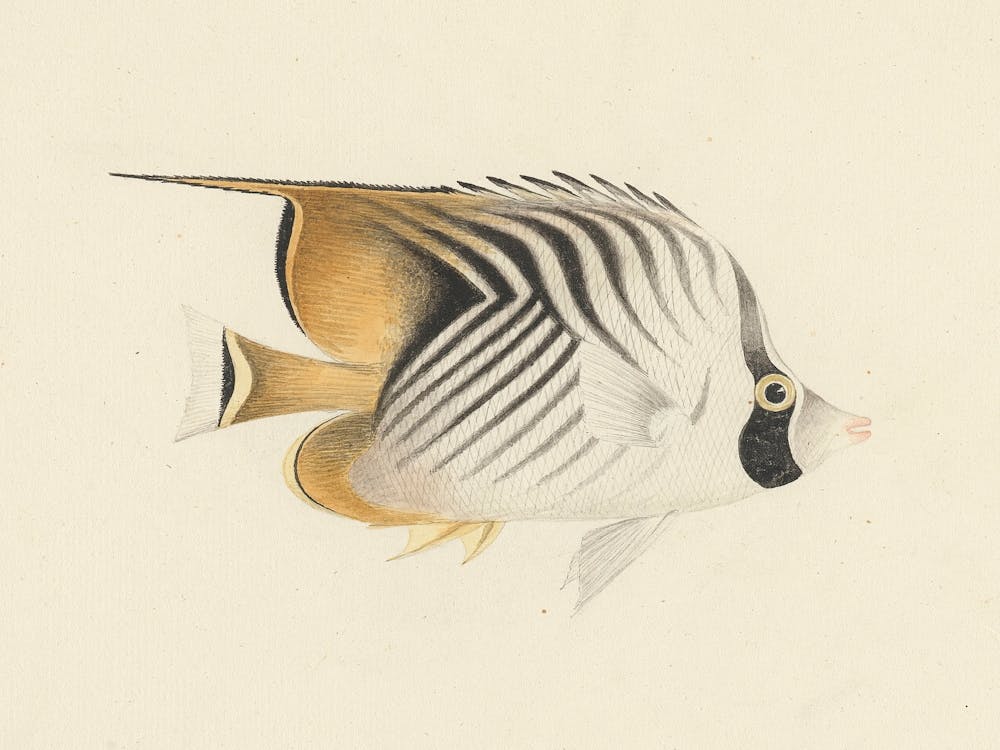 Unidentified Fish, Luigi Balugani (14)