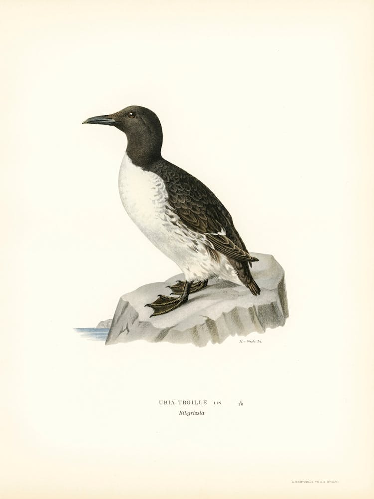 Uria Troille, The Von Wright Brothers