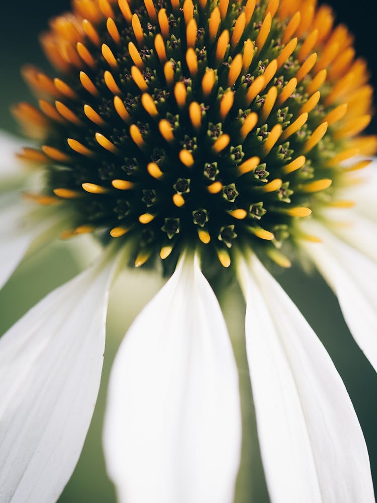 Echinacea 1