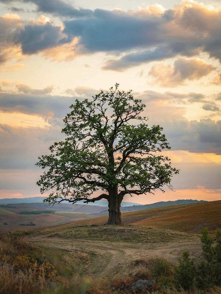 Lone Tree At Sunset 1