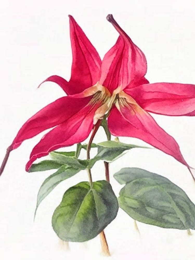 Red Trillium Wildflower Watercolour