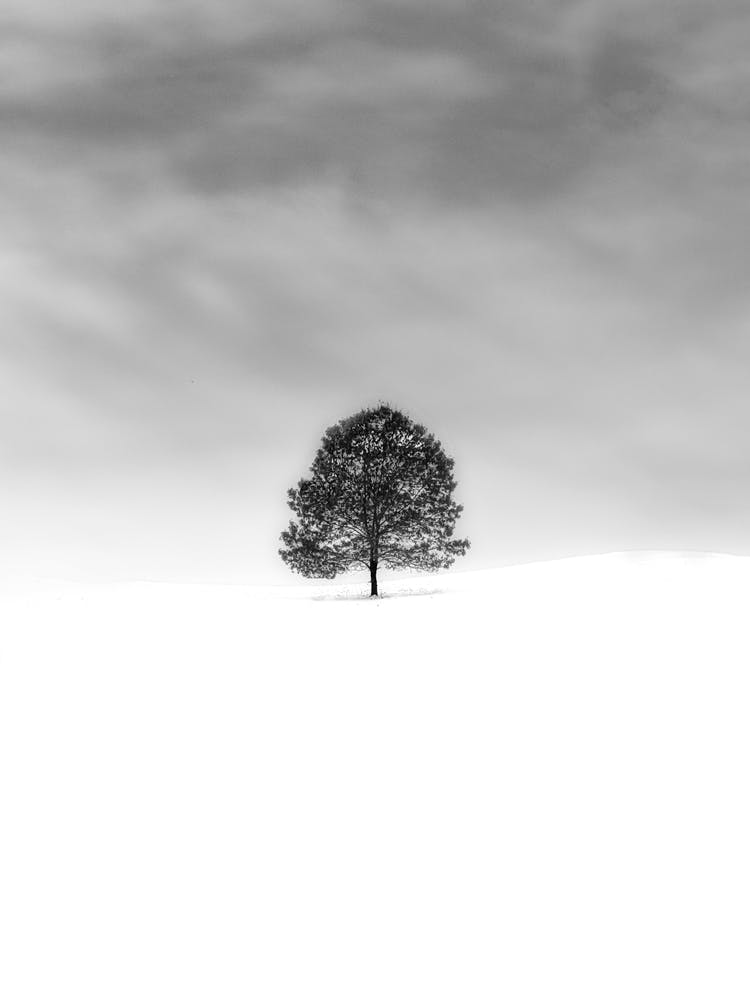 Lone Tree In The Snow