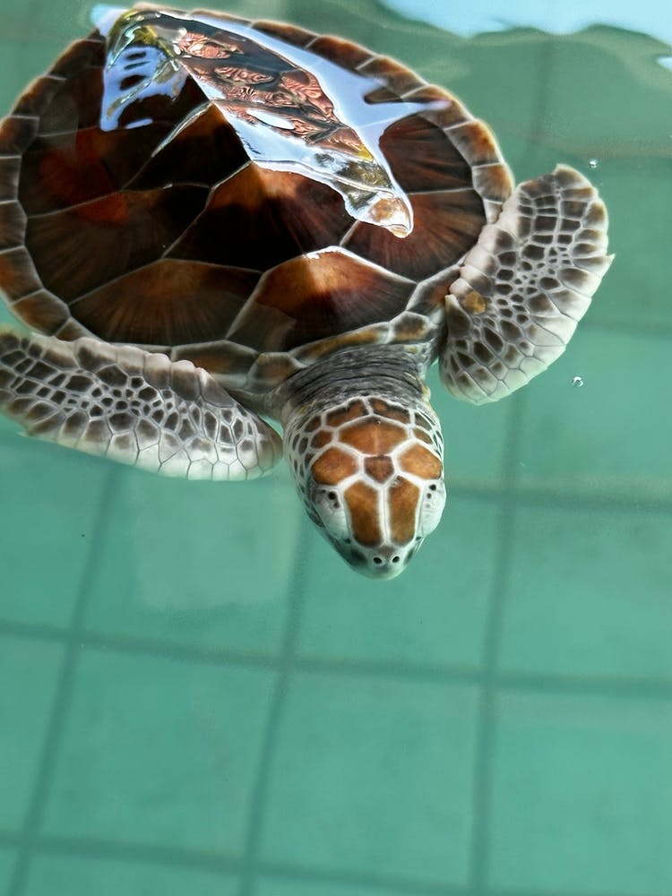 Turtle Swimming In Water