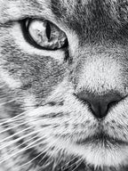 Cat Portrait Black And White Animal Photography
