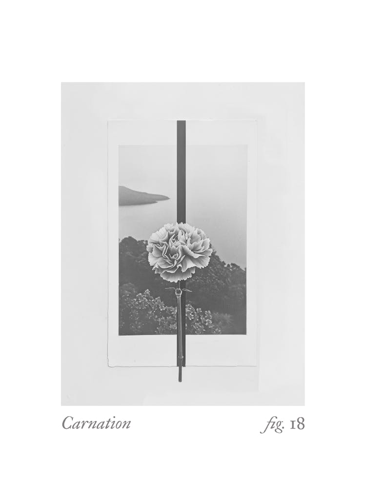 Carnation Botanical Collage 2