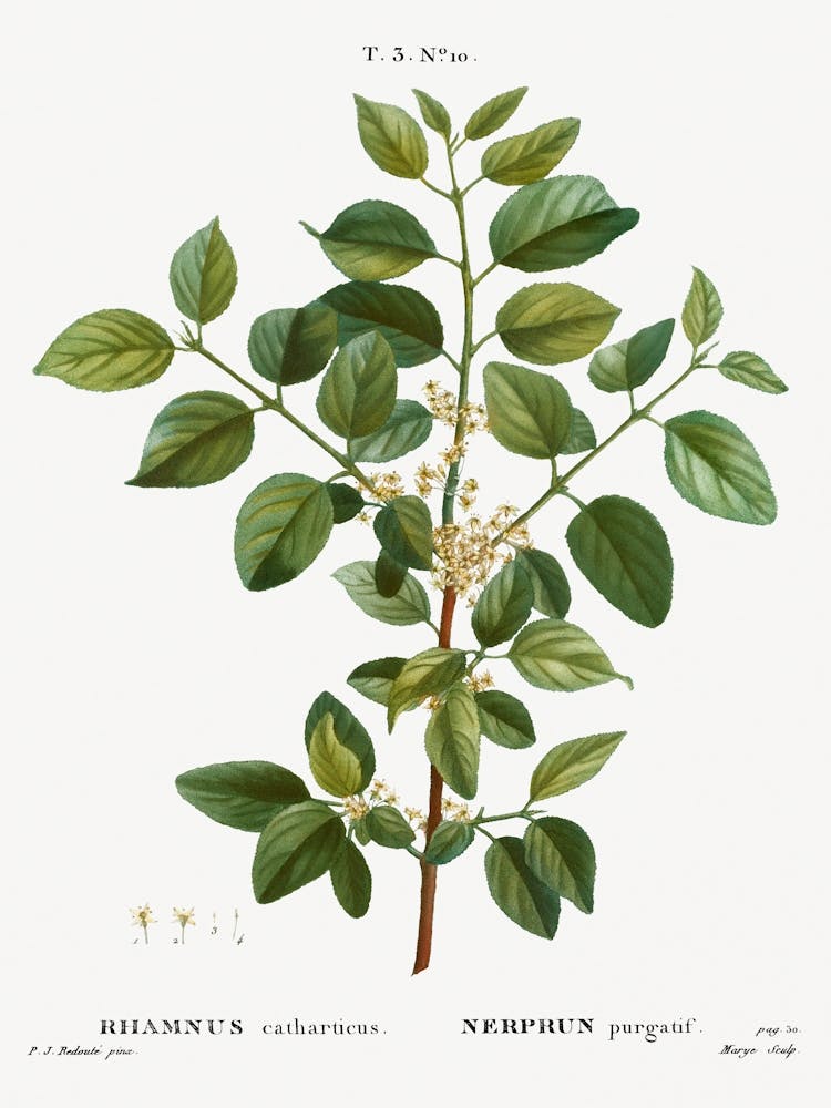 Common Buckthorn, Pierre Joseph Redoute