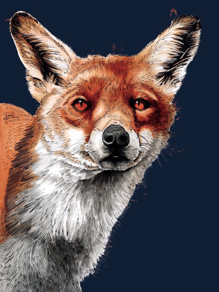 The Fox 2