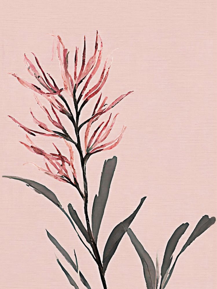 Australian native flower pink