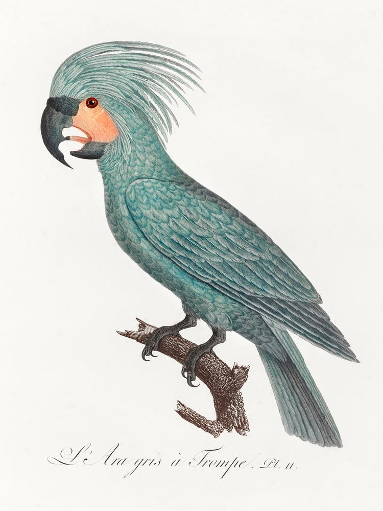 The Palm Cockatoo (Probosciger Aterrimus) From Natural History Of Parrots, Francois Levaillant