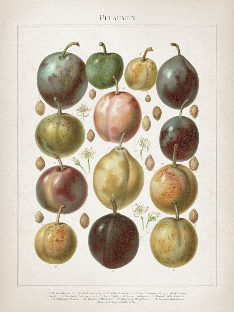 Vintage Meyers 6 Pflaumen