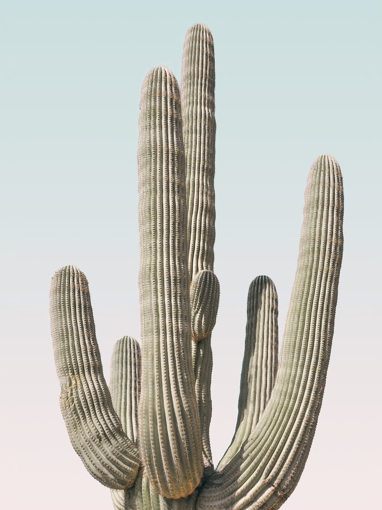 Pastel Saguaro