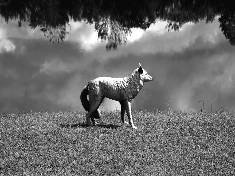 Reflection Wolf