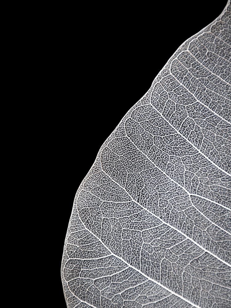 Veins Of Life 1 Black And White