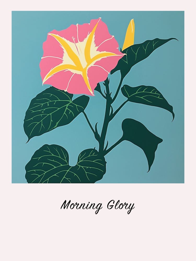 Morning Glory 3 Square Flower Illustration Poster