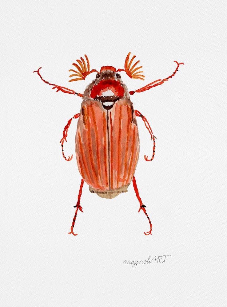 Melolontha hippocastani or forest cockchafer, watercolor artwork