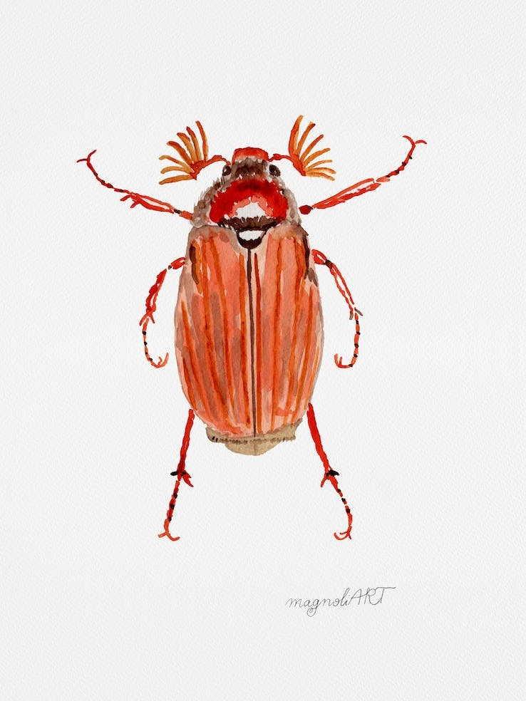 Melolontha hippocastani or forest cockchafer, watercolor artwork