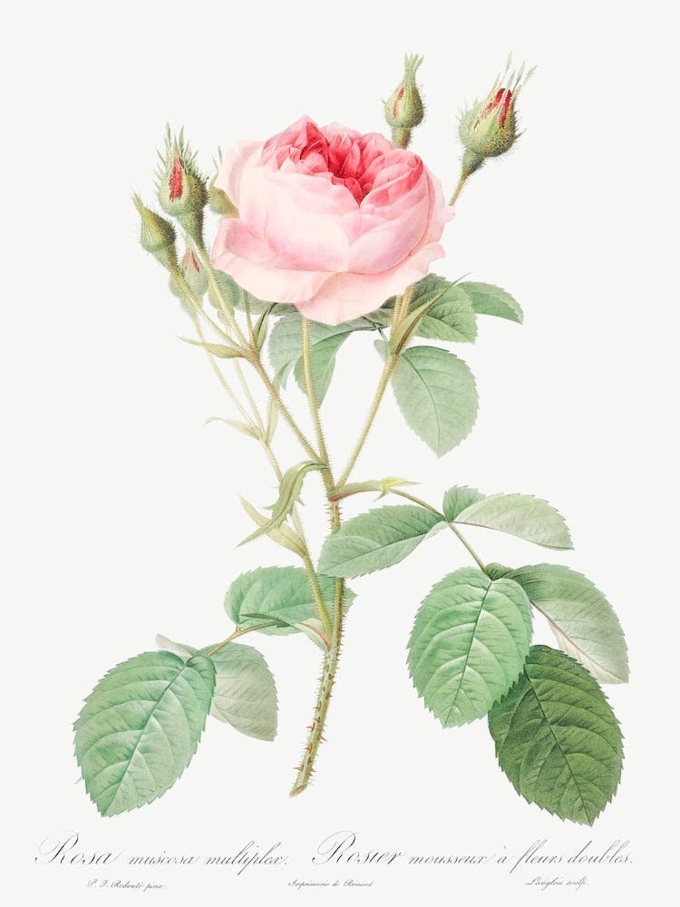 Double Moss Rose, Pierre Joseph Redoute
