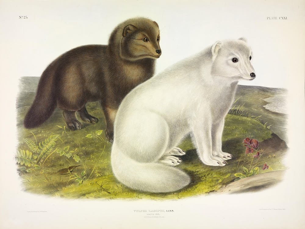 Renard Arctique, John James Audubon