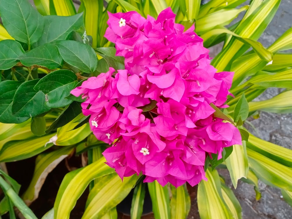 Fleur de la nature