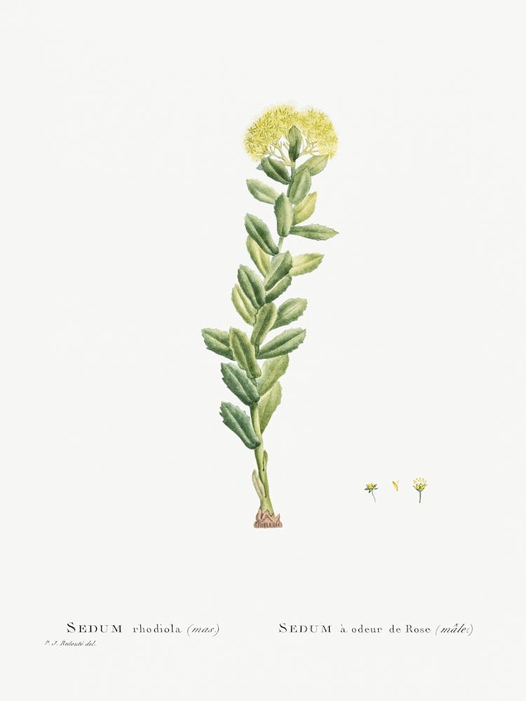 Sedum Rhodiola, Pierre Joseph Redoute
