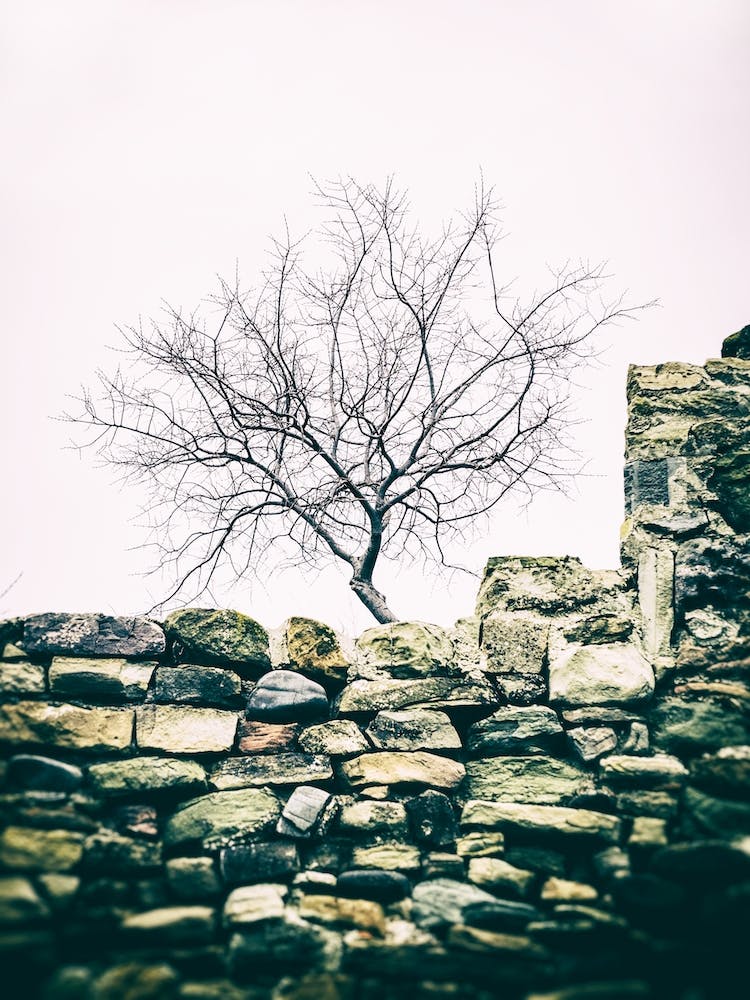 The Tree On The Wall