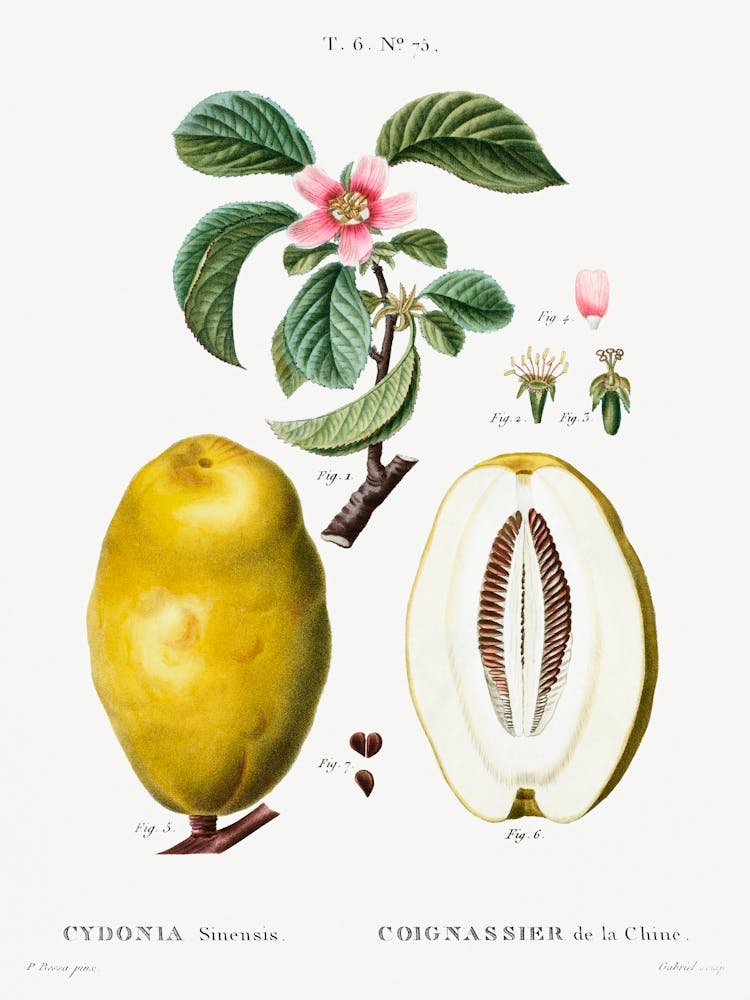 Chinese Quince, Pierre Joseph Redoute