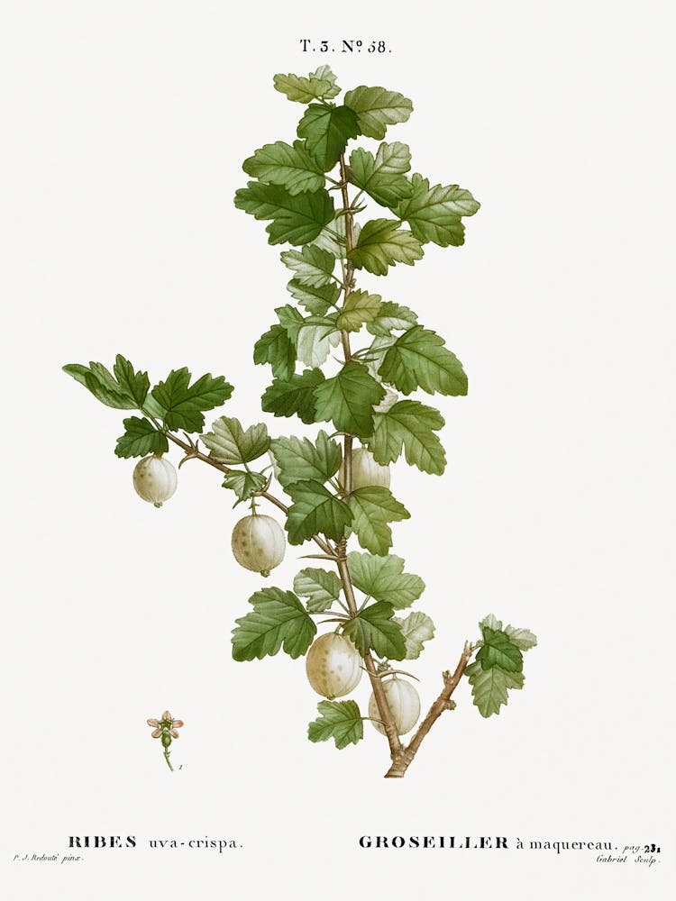 Gooseberry, Pierre Joseph Redoute