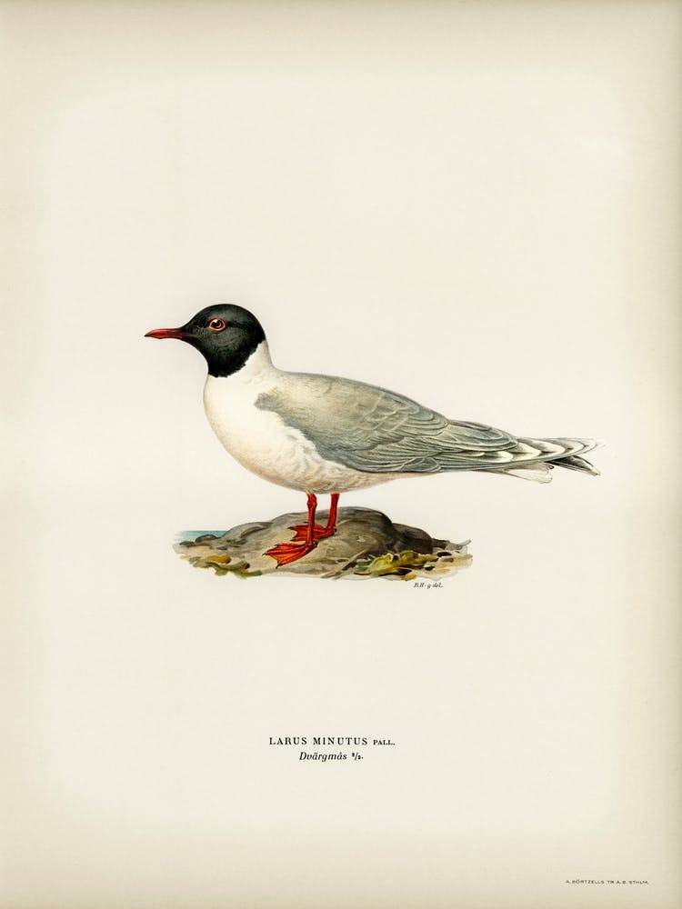 Little Gull (Larus Minutus), The Von Wright Brothers