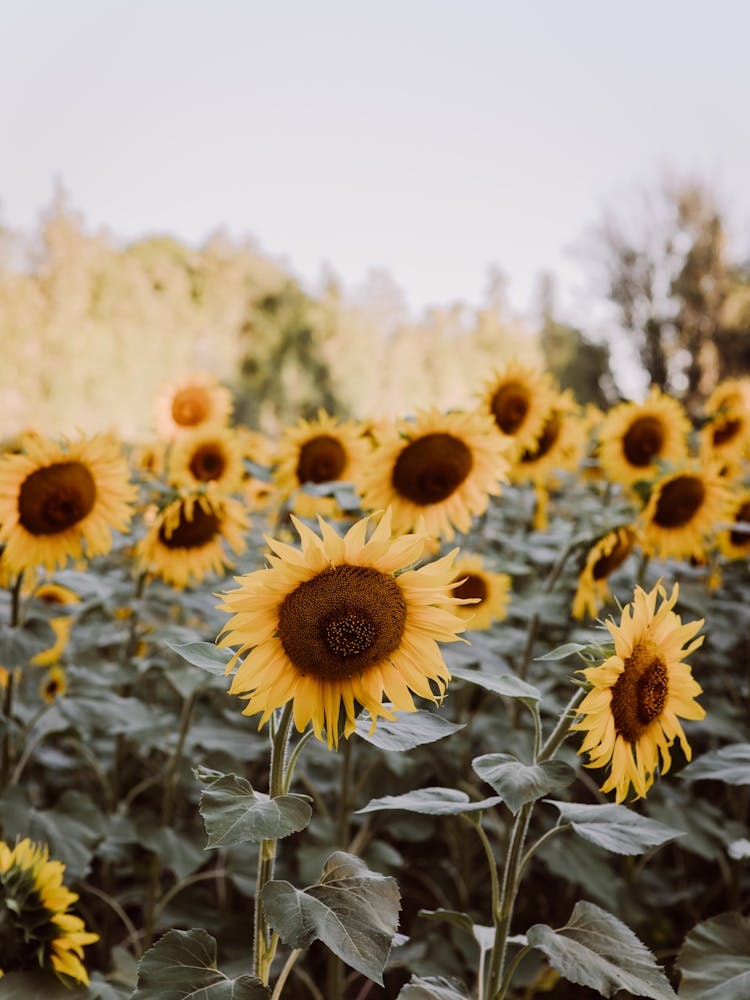 Sunflowers In The Field France
