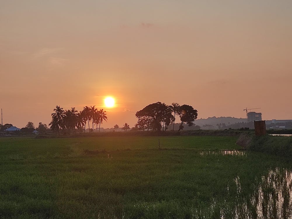 Sunset Over Rice Field