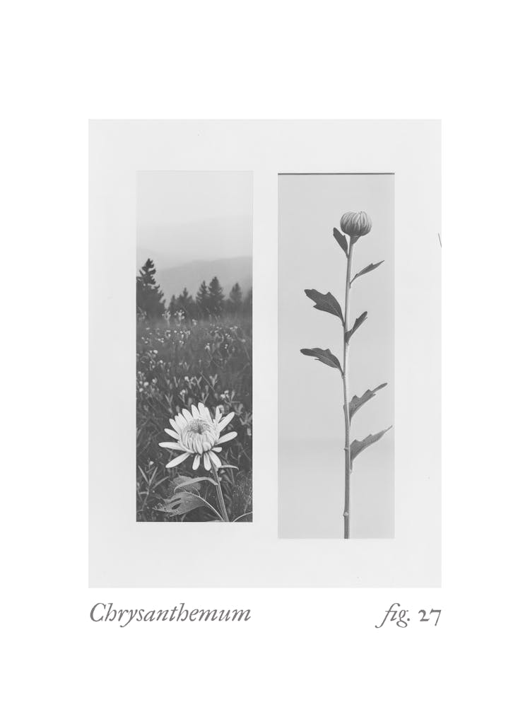 Chrysanthemum Botanical Collage 3