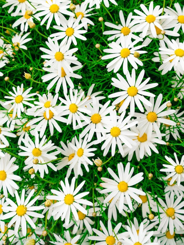 Carmel Blooms IV