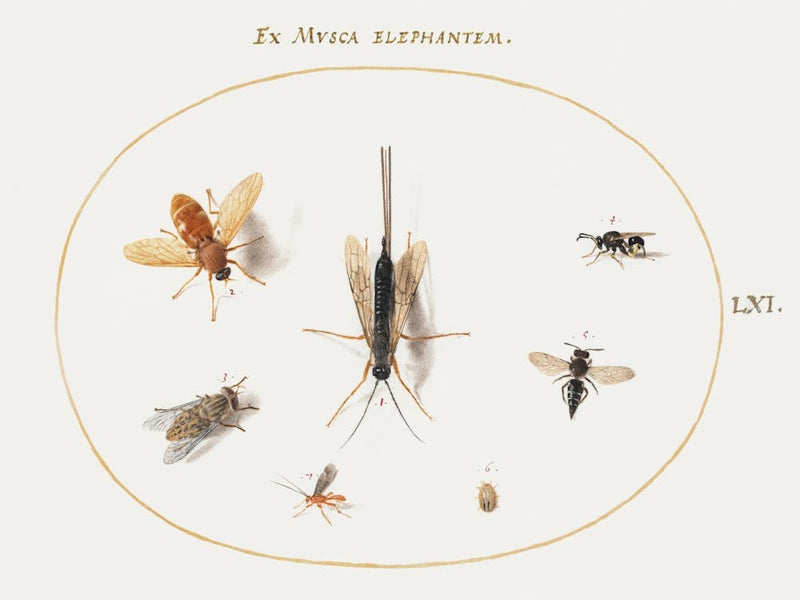 Seven Insects, Including Flies (1575–1580), Joris Hoefnagel