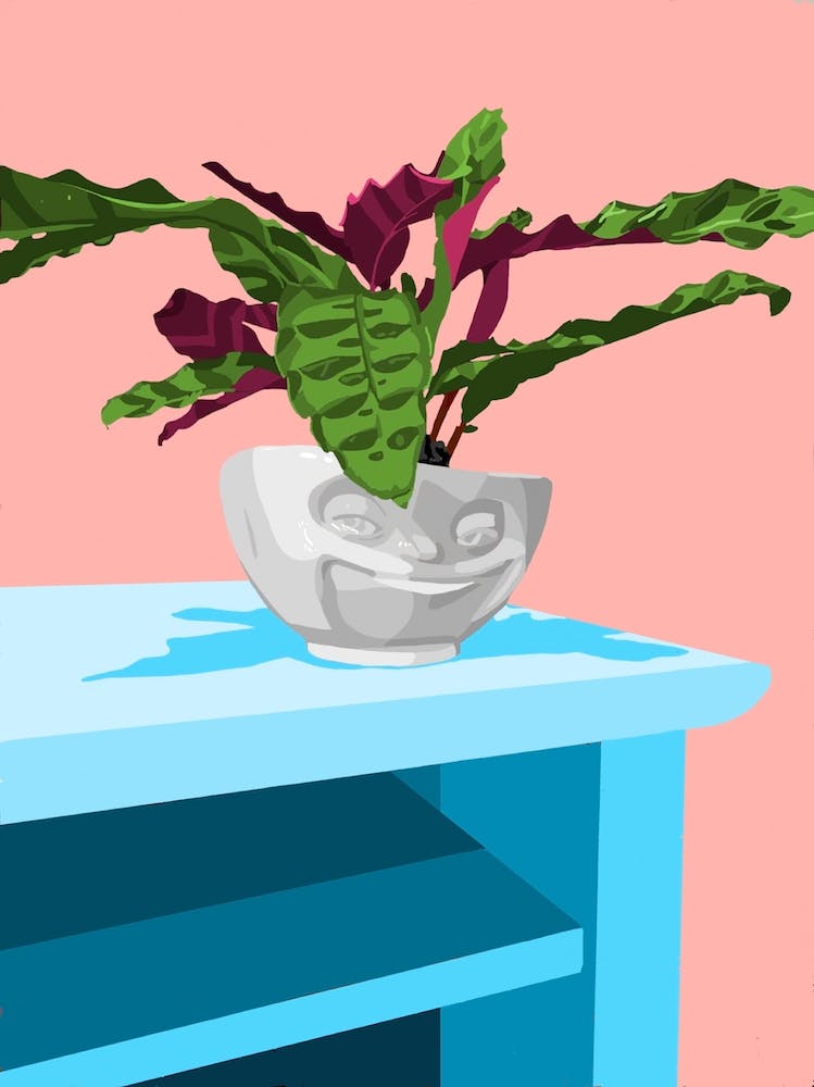 The Smirk - plant on a table