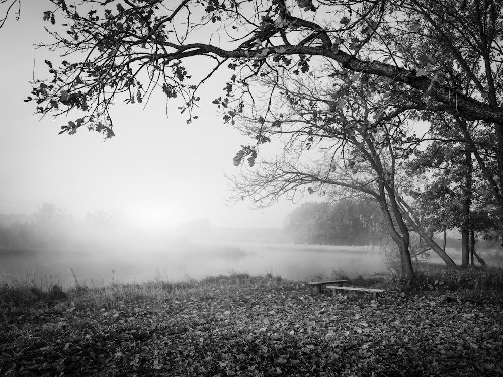 Matin Brumeux