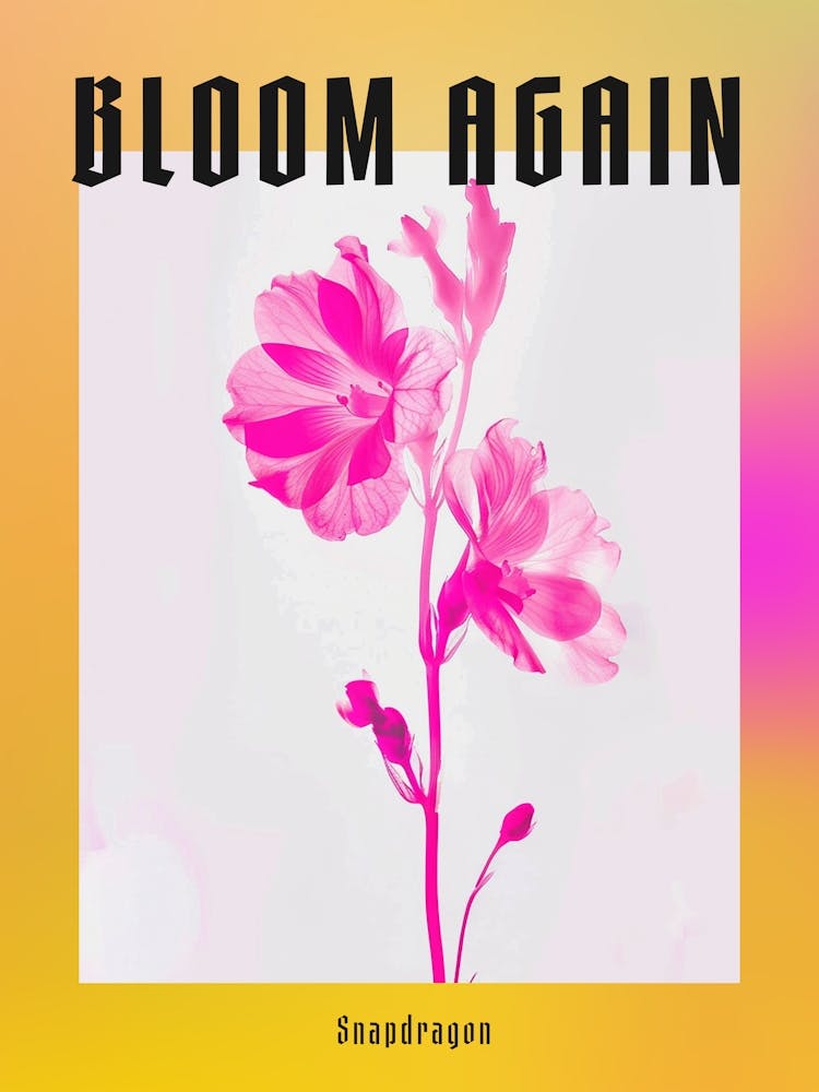 Hot Pink Snapdragon 1 Poster