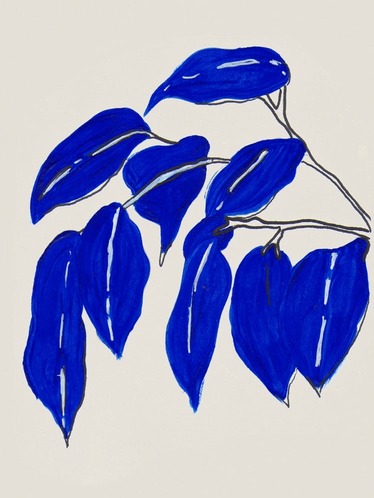 Ficus 2