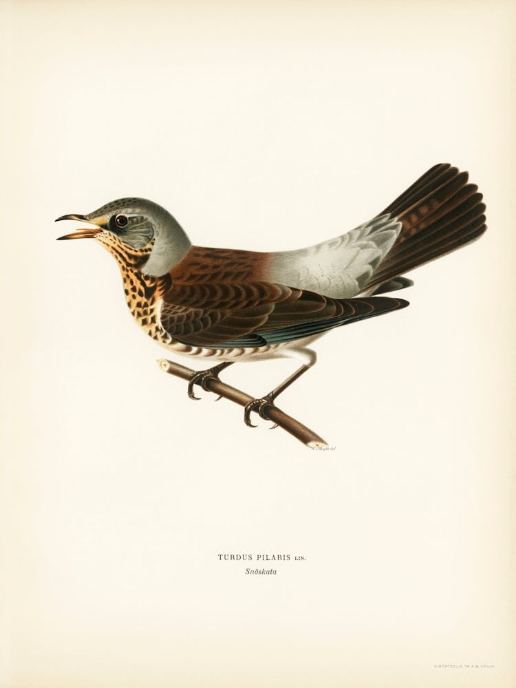 Fieldfare (Turdus Pilaris), The Von Wright Brothers