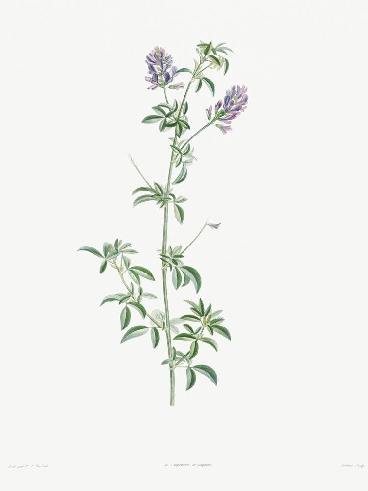 Spanish Clover From La Botanique de J. J. Rousseau, Pierre Joseph Redoute