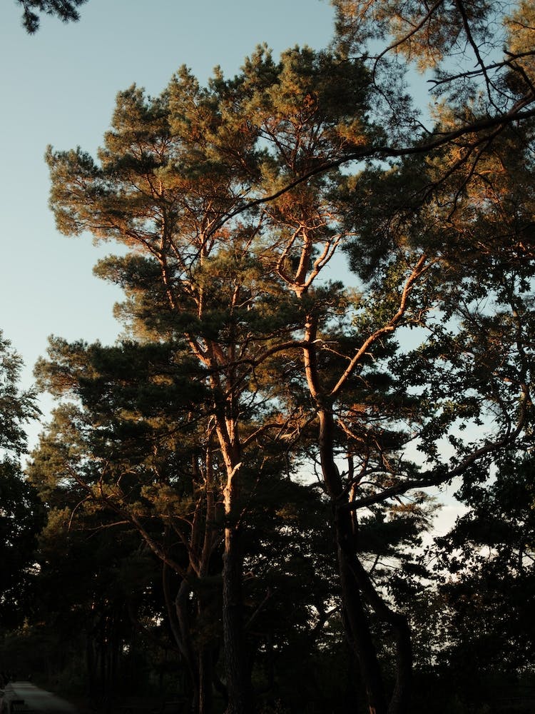 Trees And Warm Light