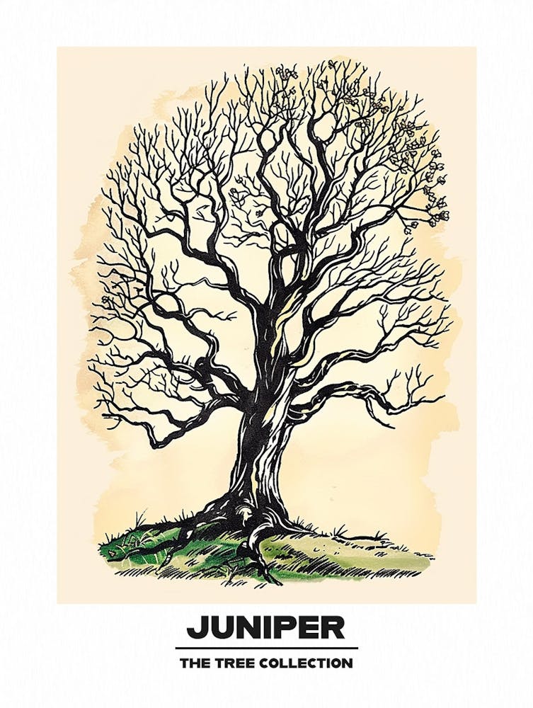 Juniper Tree Storybook Illustration 1 Poster