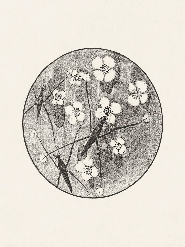Announcement With Insects And Flowers For Series Animal Studies (1878–1898), Theo Van Hoytema